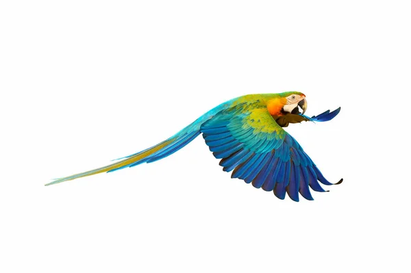 Hermoso Loro Guacamayo Volando Aislado Blanco — Foto de Stock