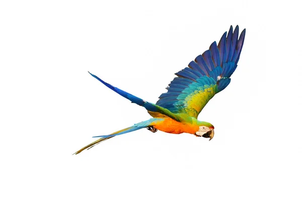 Hermoso Loro Guacamayo Volando Aislado Blanco — Foto de Stock