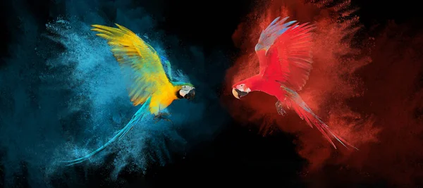 Explosão Colorido Com Papagaio Macaw Voando Isolado Fundo Preto Arara — Fotografia de Stock