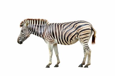 beyaz arkaplanda izole edilmiş zebra.