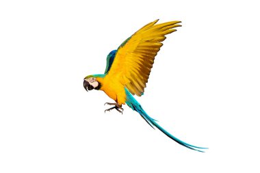 Renkli papağan bembeyaz uçuyor..