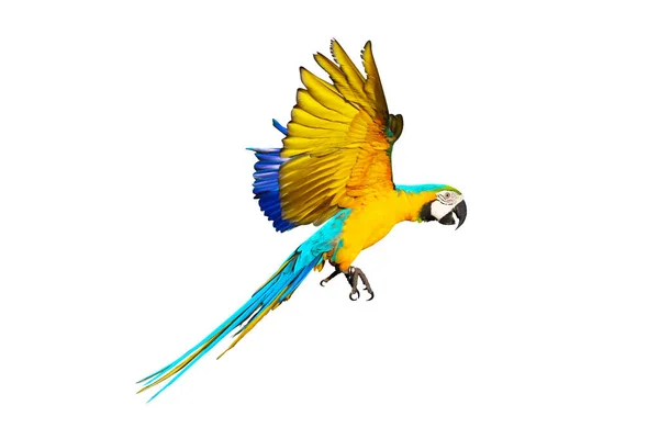 Färgglada Macaw Papegoja Flyger Isolerad Vit — Stockfoto