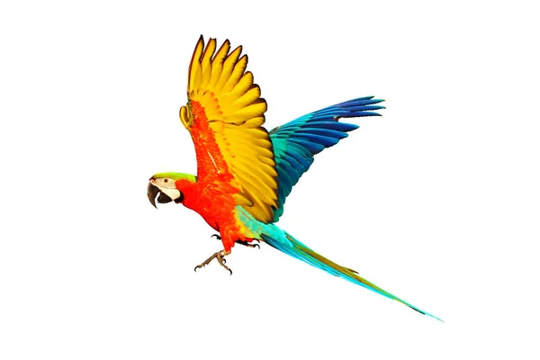 Harlequin Macaw Літає Ізольовано Білому Тлі — стокове фото
