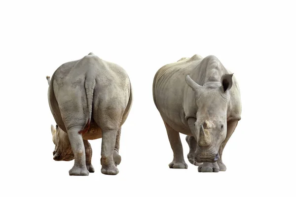 Передняя Задняя Части Носорога Изолированы Белом Фоне — стоковое фото