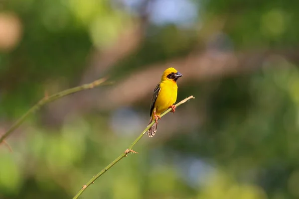 Hermosa Tejedora Asiática Dorada Posada Una Rama — Foto de Stock