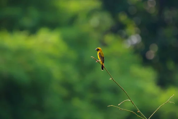 Beautiful Asian Golden Weaver Perched Branch — ストック写真