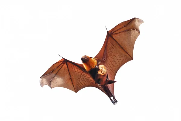 Bat Baby Bats Flying Isolated White Background Lyle Flying Fox — Photo