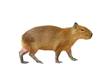 Capybara beyaz arkaplanda izole.
