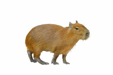 Capybara beyaz arkaplanda izole.