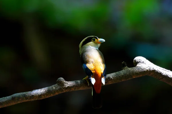 Pássaro Bico Largo Prata Colorido Empoleirado Galho Árvore — Fotografia de Stock