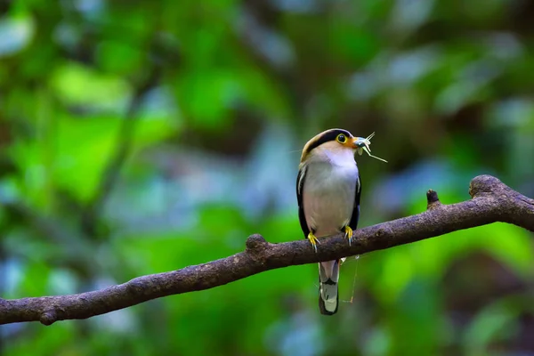 Colorful Silver Breasted Broadbill Bird Perched Tree Branch — Foto de Stock