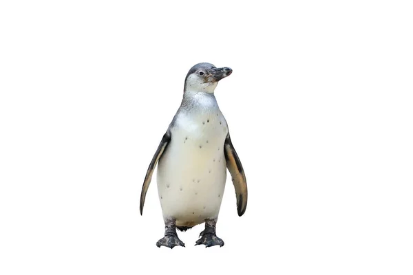 Beyaz Arka Planda Izole Edilmiş Panguin Güzelliği — Stok fotoğraf