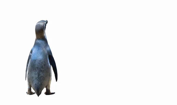 Beautiful Panguin Isolated White Background — Stock fotografie