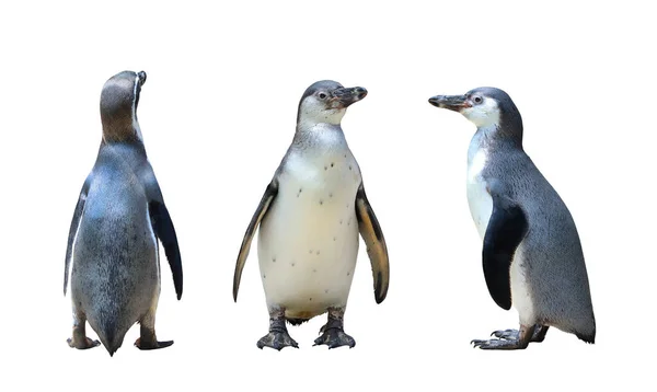 Set Panguin Isolated White Background — Foto de Stock