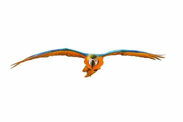 Färgglada Macaw Papegoja Flyger Isolerad Vit — Stockfoto