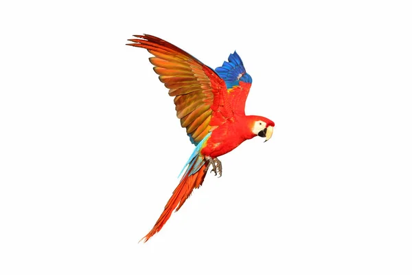 Vacker Papegoja Som Flyger Isolerad Vitt — Stockfoto