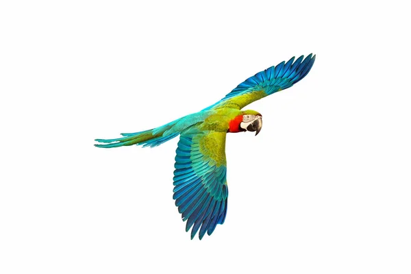 Colorido Loro Guacamayo Volando Aislado Blanco — Foto de Stock