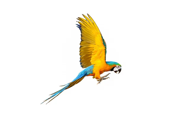 Färgglada Macaw Papegoja Flyger Isolerad Vit — Stockfoto