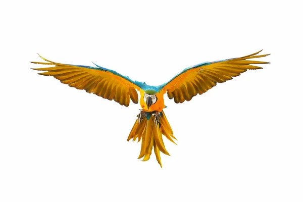 Färgglada Macaw Papegoja Flyger Isolerad Vit — Stockfoto