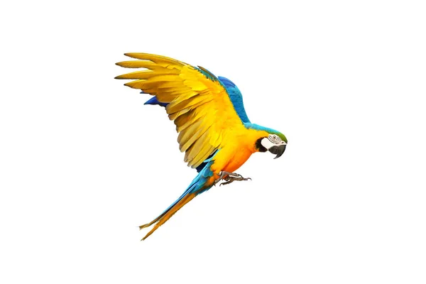 Барвистий Макаронний Папуга Літає Ізольовано Білому — стокове фото