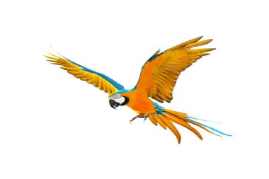 Renkli papağan bembeyaz uçuyor..
