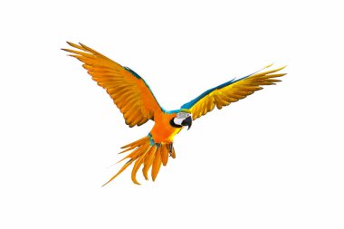 Renkli papağan bembeyaz uçuyor..