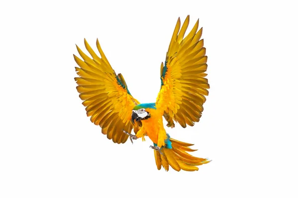 Colorful macaw parrot flying isolated on white.