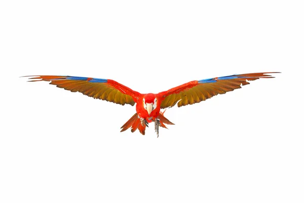 Colorful Macaw Parrot Flying Isolated White — Stock Photo, Image