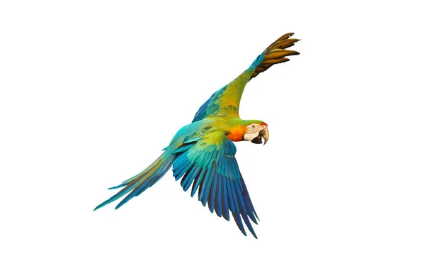 Färgglada Catalina Papegoja Flyger Isolerad Vit — Stockfoto