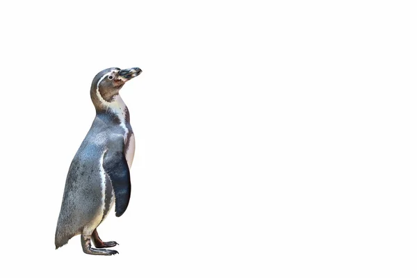 企鹅孤零零地站在白色背景上 — 图库照片