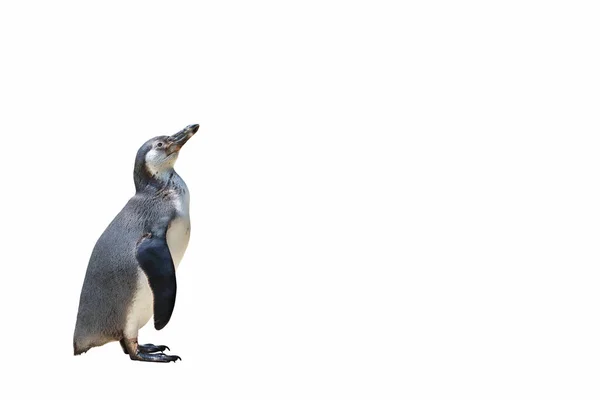 Pinguin Steht Isoliert Auf Weißem Hintergrund — Stockfoto