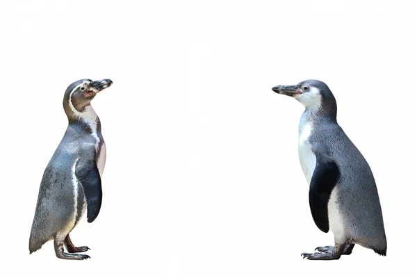 Penguin Stående Isolerad Vit Bakgrund — Stockfoto
