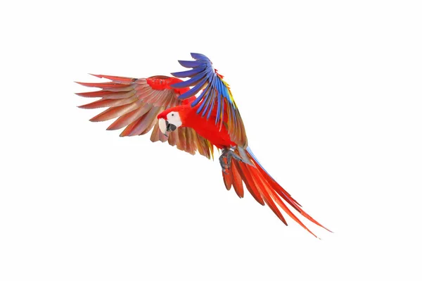 Färgglada Scharlakansröda Papegoja Flyger Isolerad Vit — Stockfoto