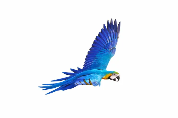 色彩斑斓的鹦鹉在白色上独立飞行 — 图库照片
