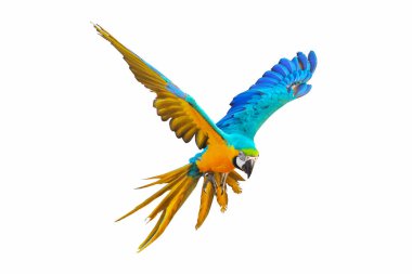 Renkli papağan bembeyaz uçuyor..