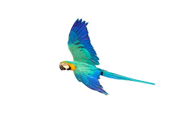 Барвистий Макаронний Папуга Літає Ізольовано Білому — стокове фото
