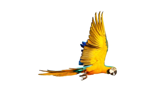하늘을 금강앵무 앵무새 — 스톡 사진