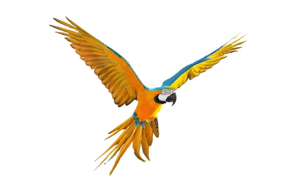 Färgglada Macaw Papegoja Flyger Isolerad Vit — Stockfoto