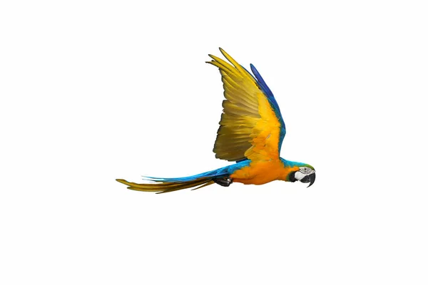 Färgglada Macaw Papegoja Flyger Isolerad Vit — Stockfoto