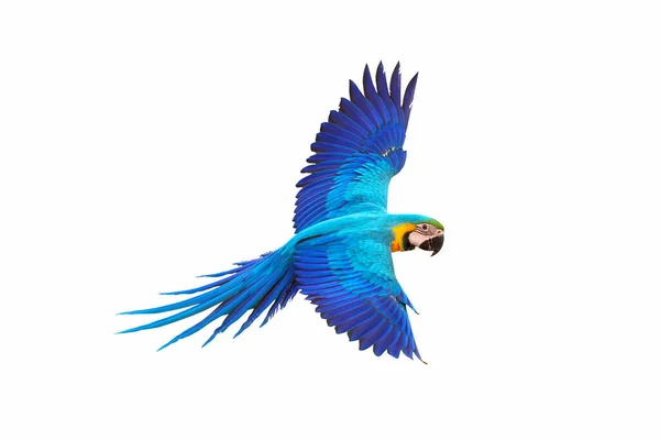 Renkli papağan bembeyaz uçuyor..