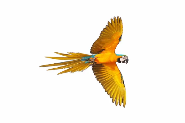 Πολύχρωμος Παπαγάλος Μακάο Που Πετάει Απομονωμένος Λευκό — Φωτογραφία Αρχείου