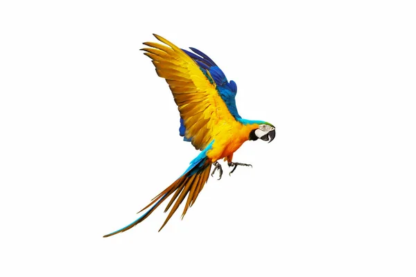 Renkli Papağan Bembeyaz Uçuyor — Stok fotoğraf