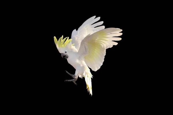 Belo Papagaio Cacatua Voando Isolado Preto — Fotografia de Stock