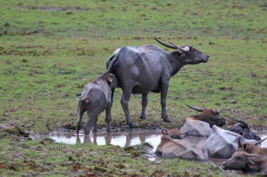 Su bufaloları bataklıkta yaşar, doğa arka planında.