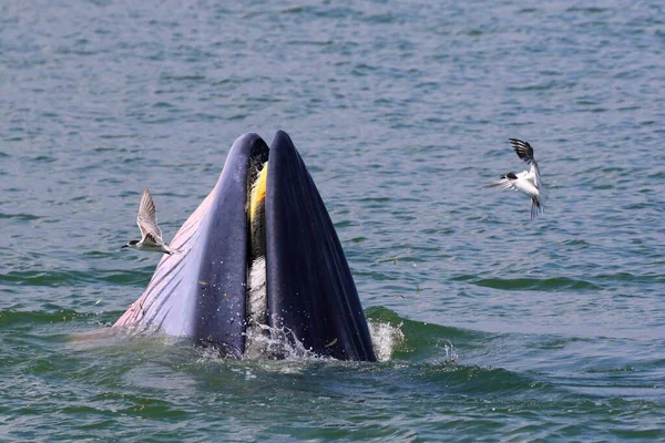 Brydes Baleine Fourrage Petits Poissons Dans Golfe Thaïlande — Photo