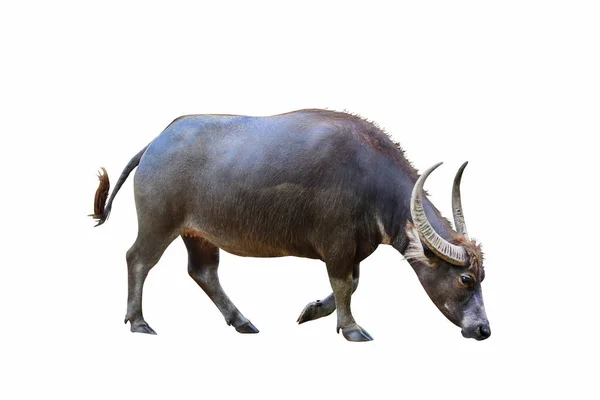 Rivierbuffels Geïsoleerd Witte Achtergrond — Stockfoto