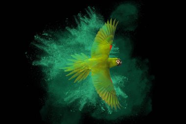 Colorful parrot flying with powder explosion isolated on black background.