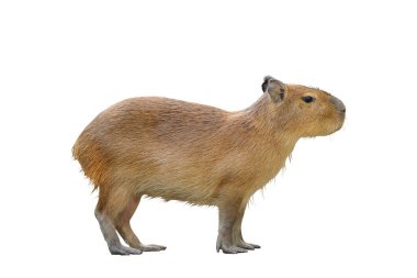 Capybara beyaz arkaplanda izole.