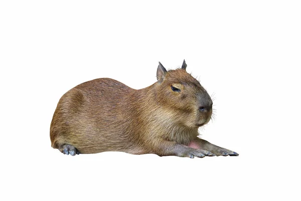 Capybara beyaz arkaplanda izole.