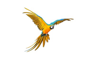 Renkli papağan bembeyaz uçuyor..